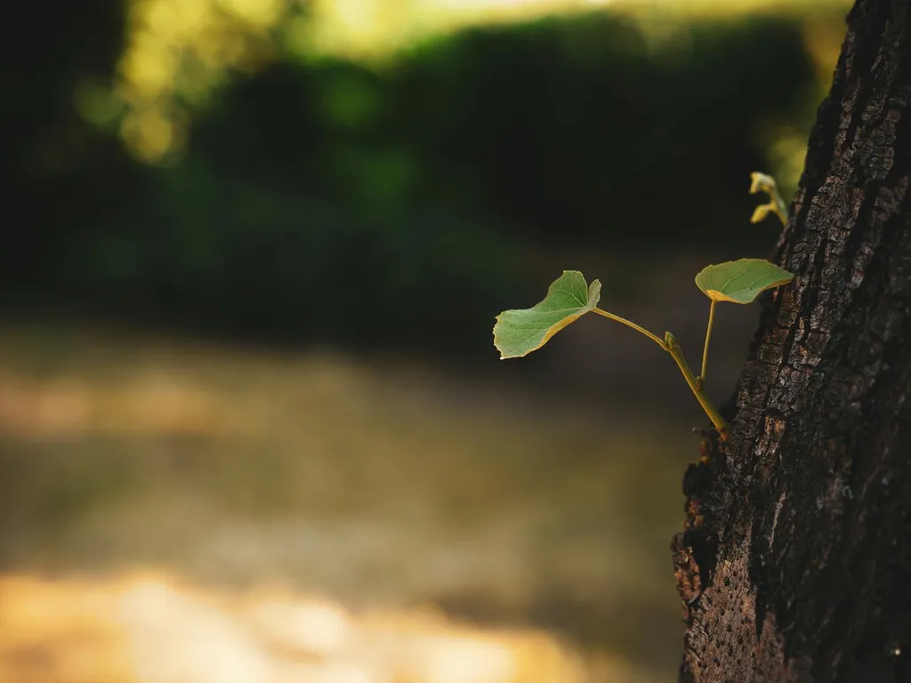 croissance-des-jeunes-plantes
